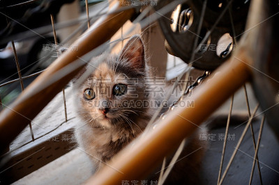 小猫辐条