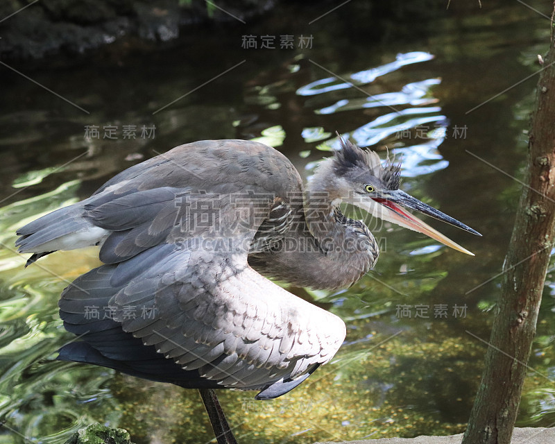 领土鹭