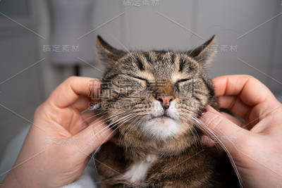 抚摸猫