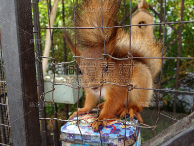 笼子里的松鼠