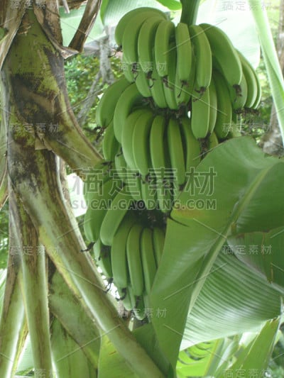 香蕉o Platano