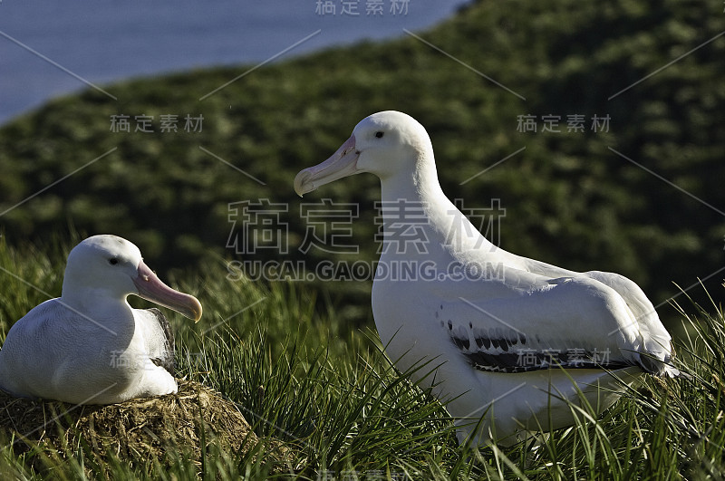 流浪信天翁(Diomedea exulans)是一种大型海鸟，属于流浪信天翁科，在南大洋有环绕极地的