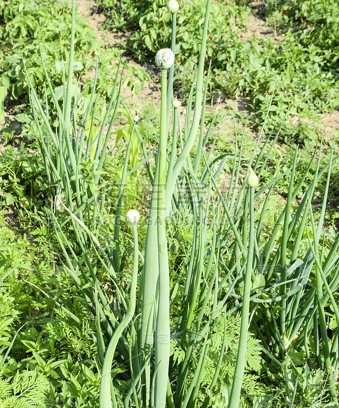 花园里开花的洋葱。芽的洋葱。