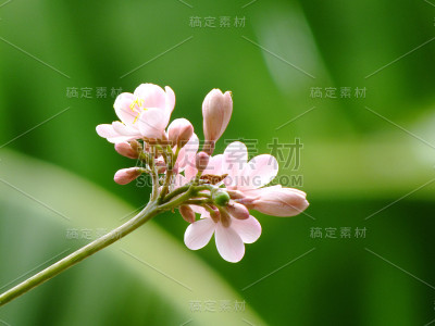 漂亮的麻风树在花园里