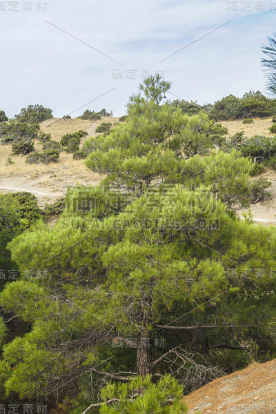 山坡上有杜松和松树