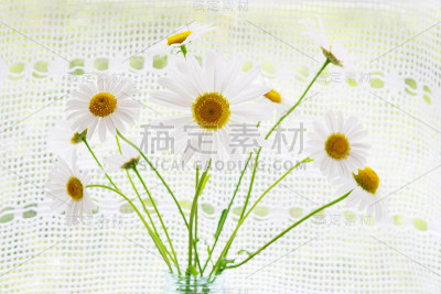 一束洋甘菊
