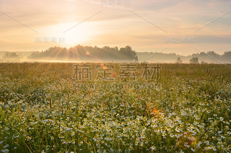 夏日的草地，雏菊在清晨