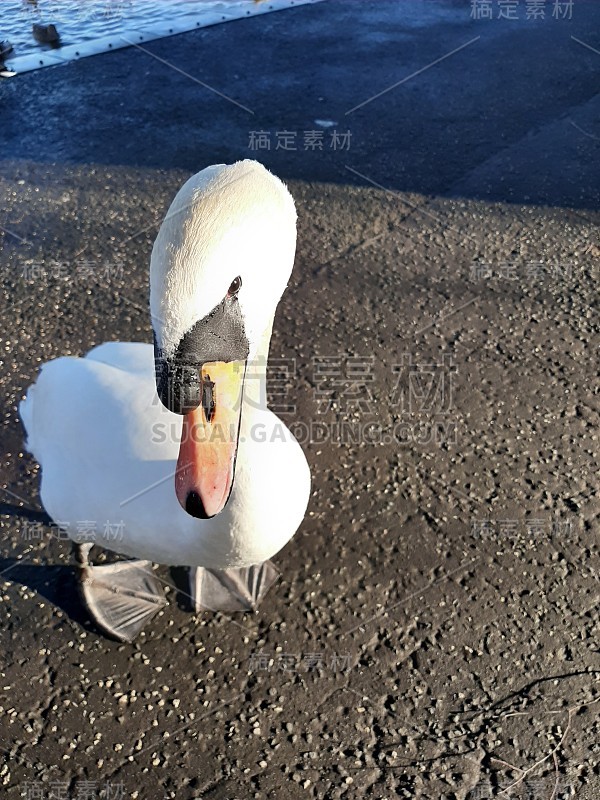 饥饿的天鹅耐心地等待着。