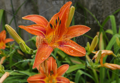 美丽的花园百合
