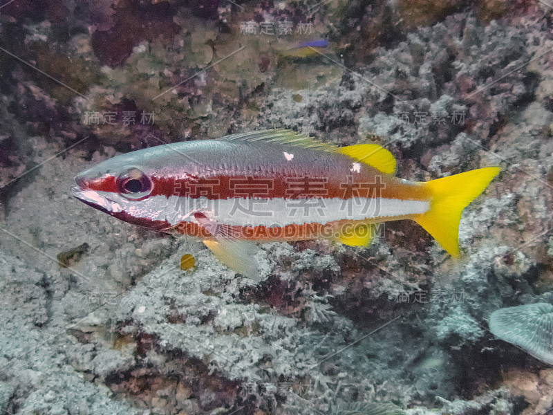 双点条纹鲷(Lutjanus biguttatus)