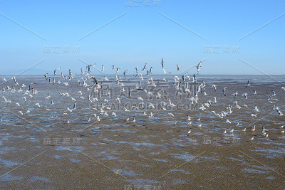 许多海鸥在海水减少时进食
