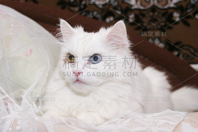 白色的猫