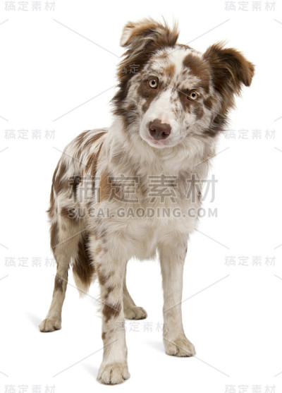红山鸟色边境牧羊犬，6个月大，在白色背景