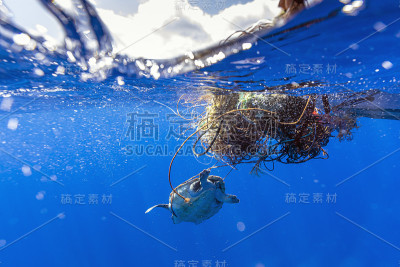 红海龟(Caretta Caretta)