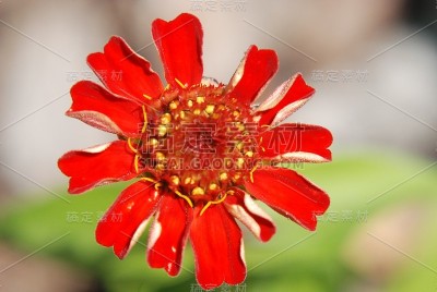 花自然叶色