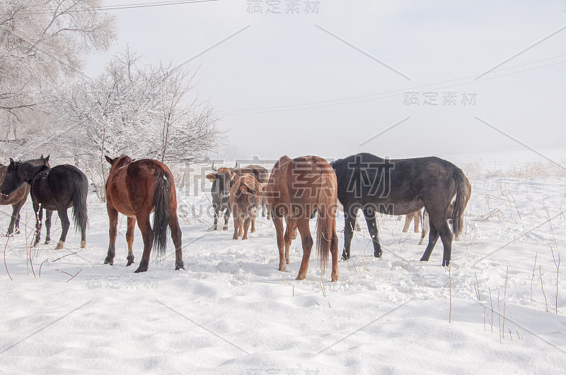 牛，母牛，牛肉，牛肉，霸道，整洁