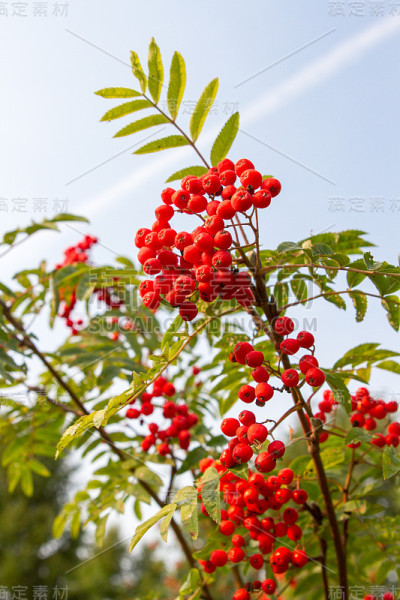 花楸树
