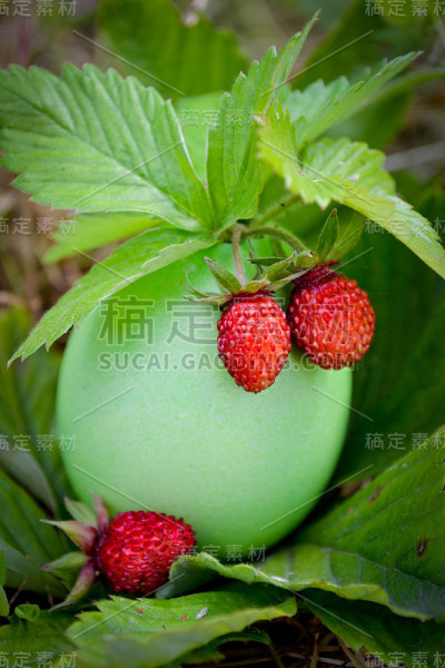 鲜亮的蛋壳里的草莓
