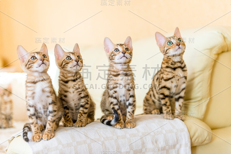 孟加拉小猫坐在房子的沙发上