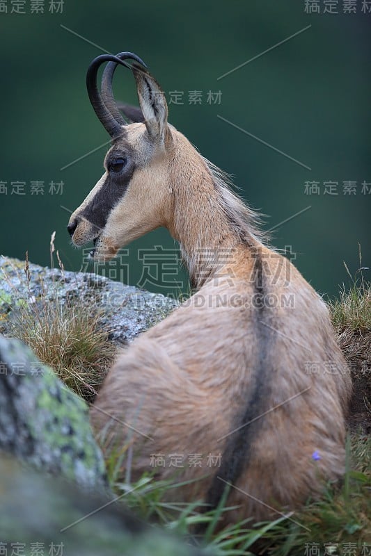 查莫瓦（鲁皮卡普拉鲁皮卡普拉）沃斯盖斯山，法国格姆森沃格森