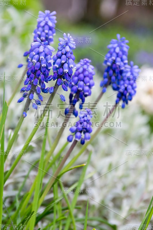 杏树开花植物，蓝色的春天球茎葡萄风信子花在花园里盛开