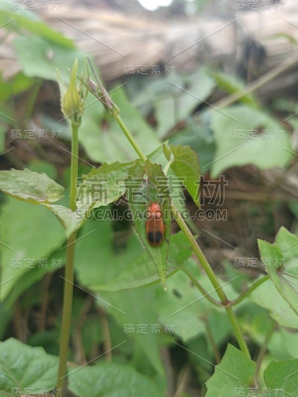 如果不装饰，如何制造甜蜜的花朵。花让人心旷神怡