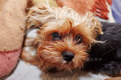 美丽的约克郡犬在床上等待玩耍