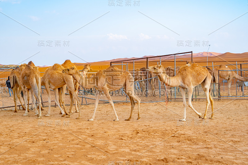 阿拉伯联合酋长国迪拜的夏季沙漠探险，蓝天背景下的阿拉伯骆驼或单峰驼群。野生哺乳动物的动物。