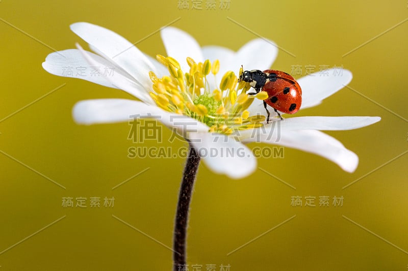 银莲花花上的瓢虫