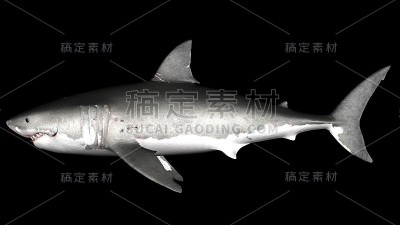 Great White Shark Isolated. Left angle 3D renderin