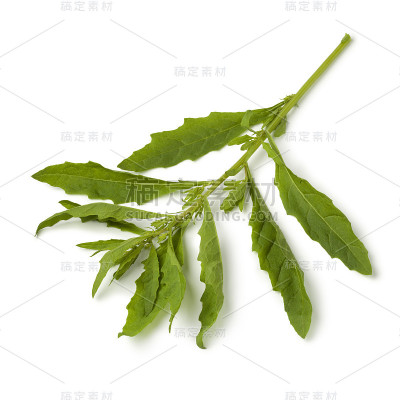 嫩枝