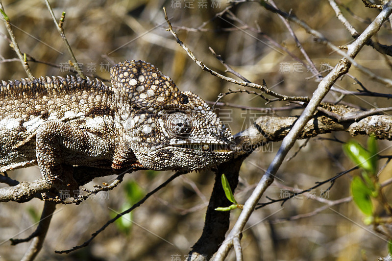 乌斯塔雷变色龙(Furcifer Oustaleti) -稀有马达加斯加恩德