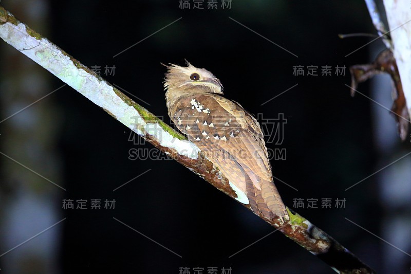 在马来西亚婆罗洲沙巴谷的大青蛙谷