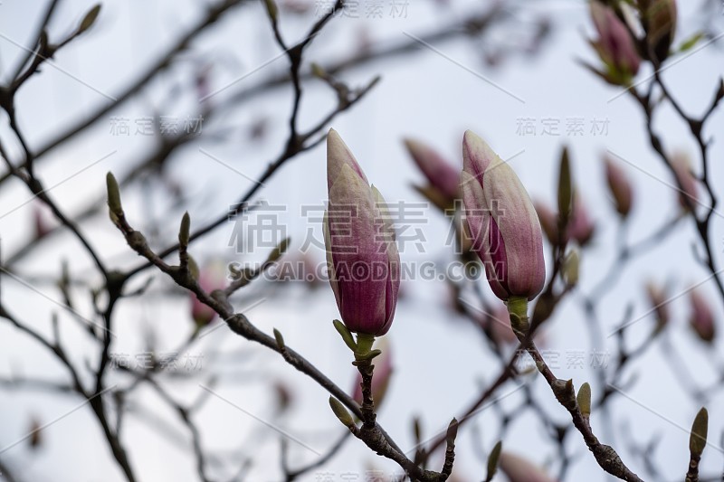 春树开花——木兰花开在树上。