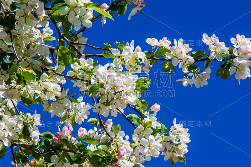 苹果树的颜色。由生殖器官(雄蕊和心皮)组成，通常被色彩鲜艳的花冠(花瓣)包围。