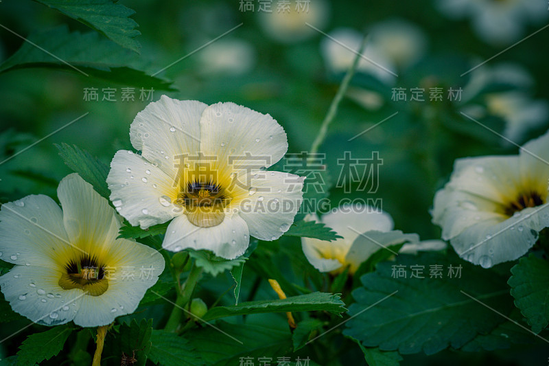 缀满露珠的花朵