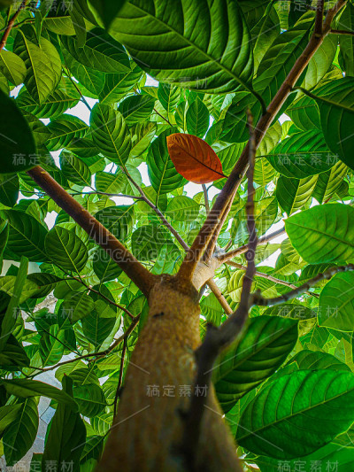 菠萝蜜树上的一片老叶子