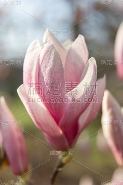 木兰在春天开花。