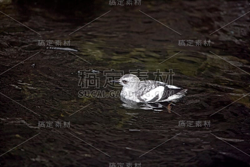 鸽子海鸠，Cepphus columba