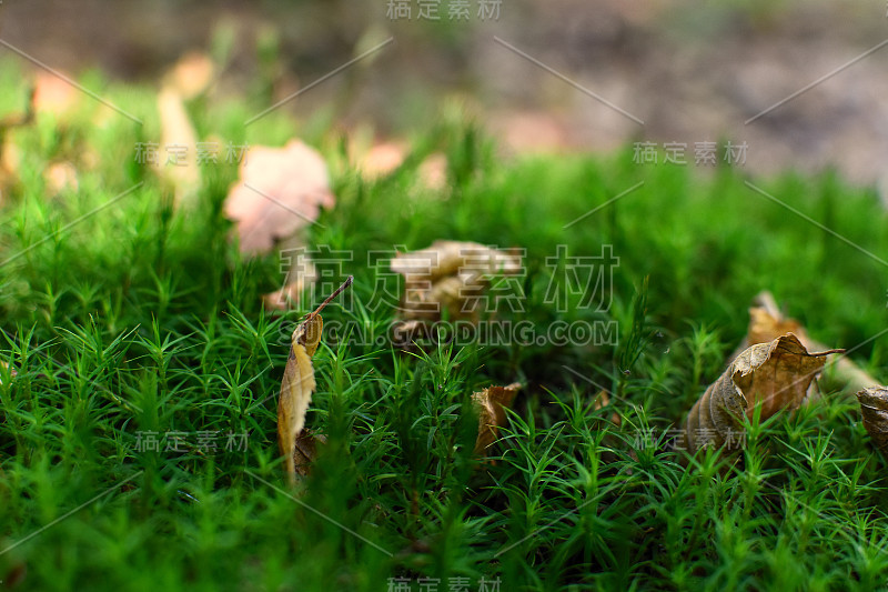 苔藓在森林