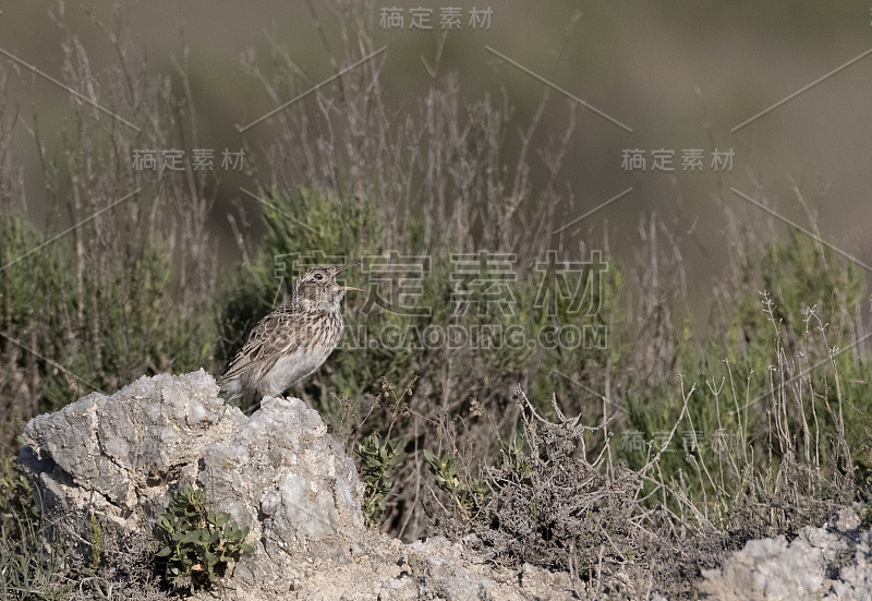 杜邦的拉克 （瑟索菲卢斯 · 杜邦蒂 · 杜邦蒂