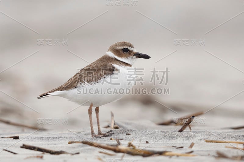 威尔逊的珩鸟在冬天的海滩上