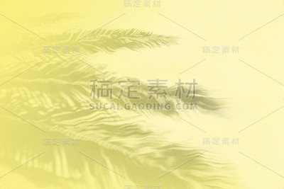 热带海滩上白色的沙滩上棕榈叶的影子。