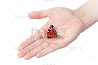 孔雀蝶