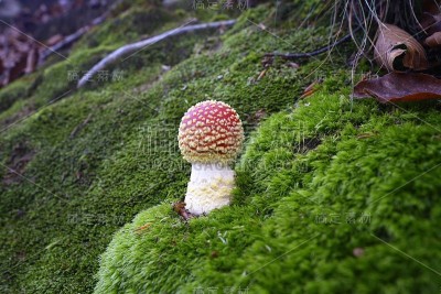 鹅膏蝇、木耳蝇或鹅膏蝇。