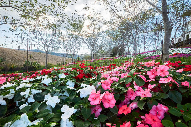 五彩缤纷的花园