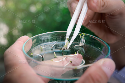 植物选择和探索植物育种新方法