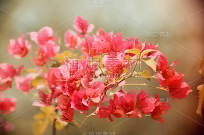 鲜艳漂亮的三角梅盛开了