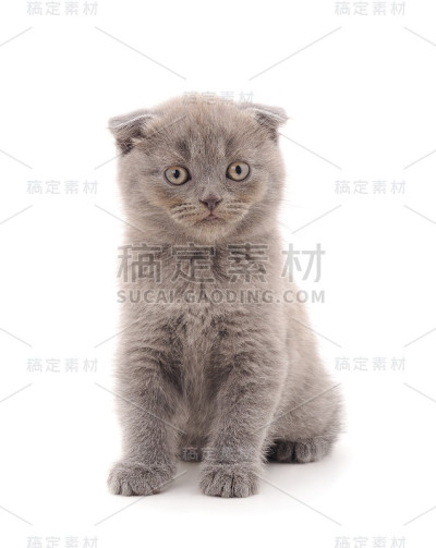 小灰猫。