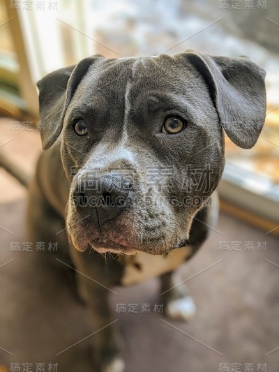 蓝灰色的斗牛犬